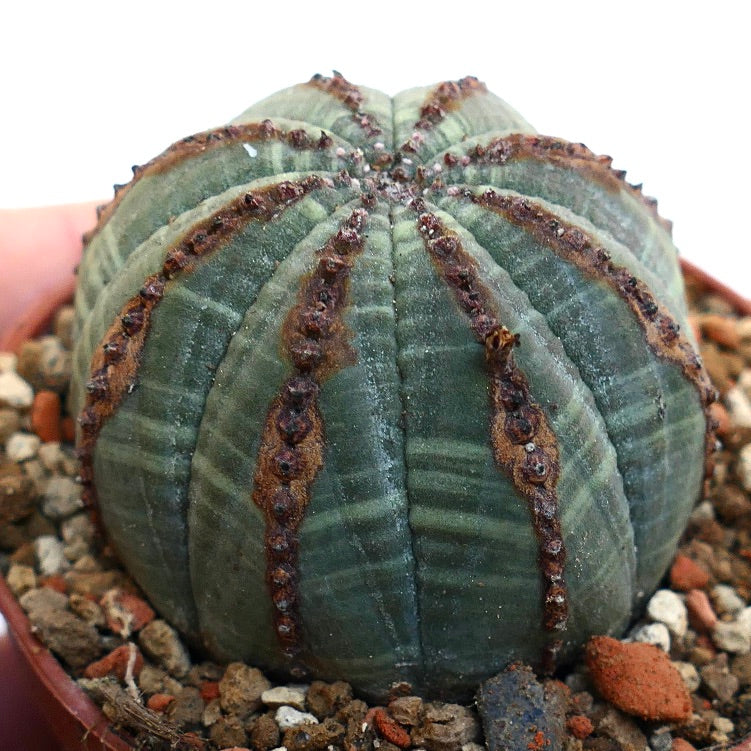 Euphorbia obesa BROWN LINES