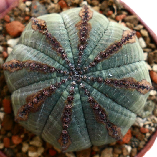 Euphorbia obesa BROWN LINES