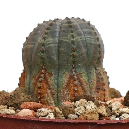 Euphorbia obesa BROWN MARKS