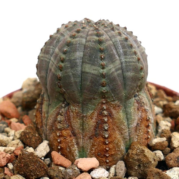 Euphorbia obesa BROWN MARKS