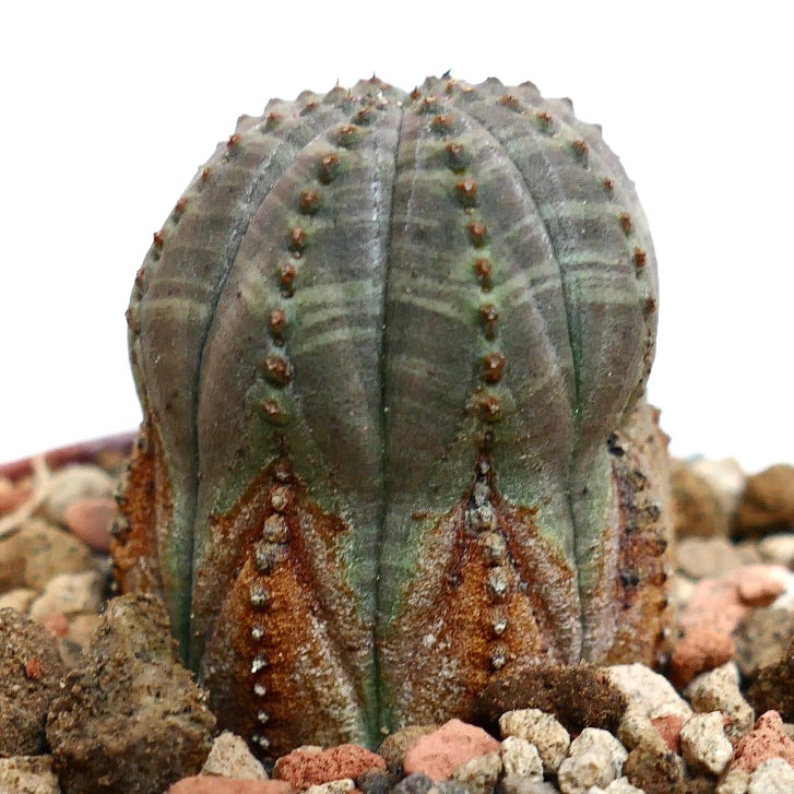 Euphorbia obesa BROWN MARKS