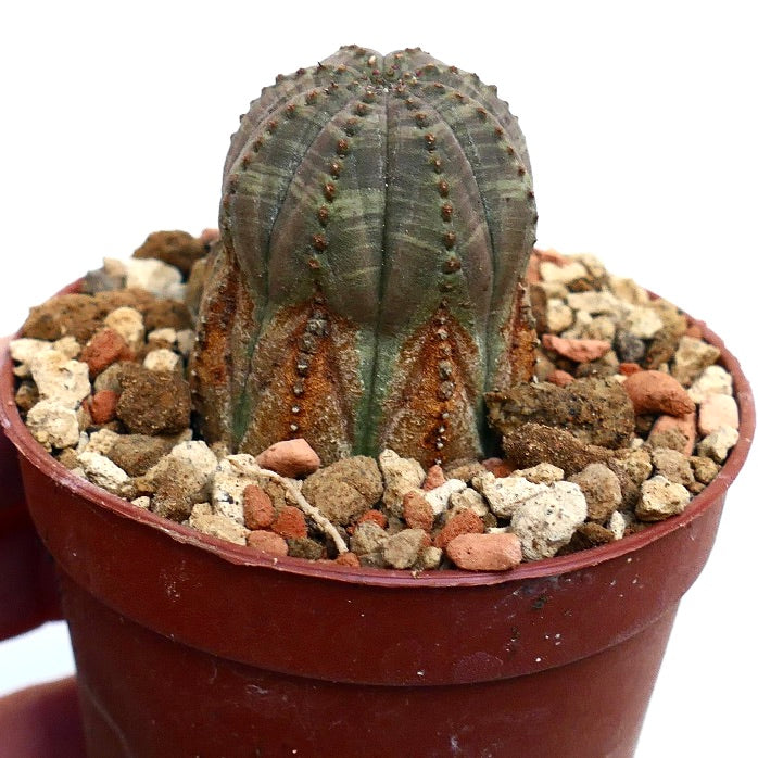 Euphorbia obesa BROWN MARKS