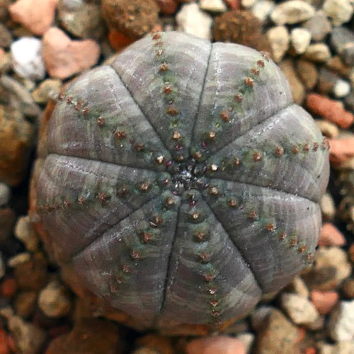 Euphorbia obesa BROWN MARKS