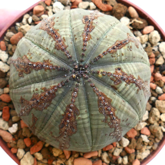 Euphorbia obesa BROWN MARKS