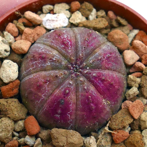 Euphorbia obesa PINK 3XOA