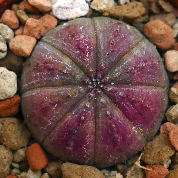 Euphorbia obesa PINK 3XOA