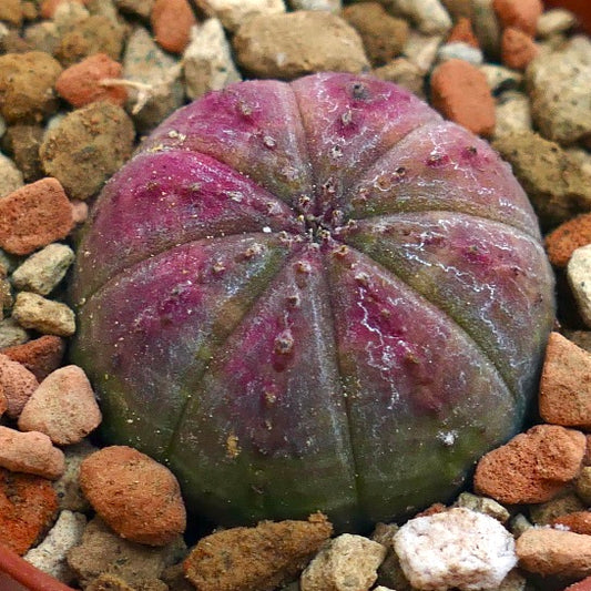 Euphorbia obesa PINK 3XOA