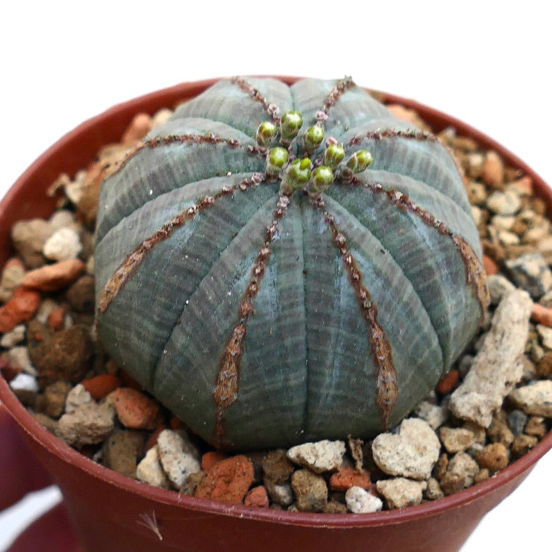 Euphorbia obesa BROWN MARKS