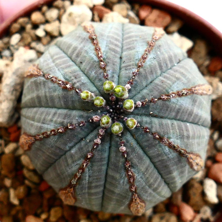 Euphorbia obesa BROWN MARKS