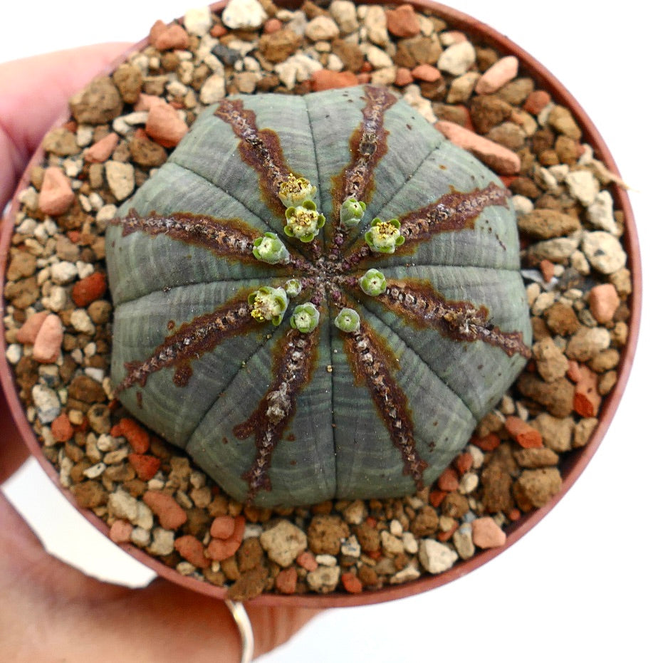 Euphorbia obesa BROWN LINES & MARKS