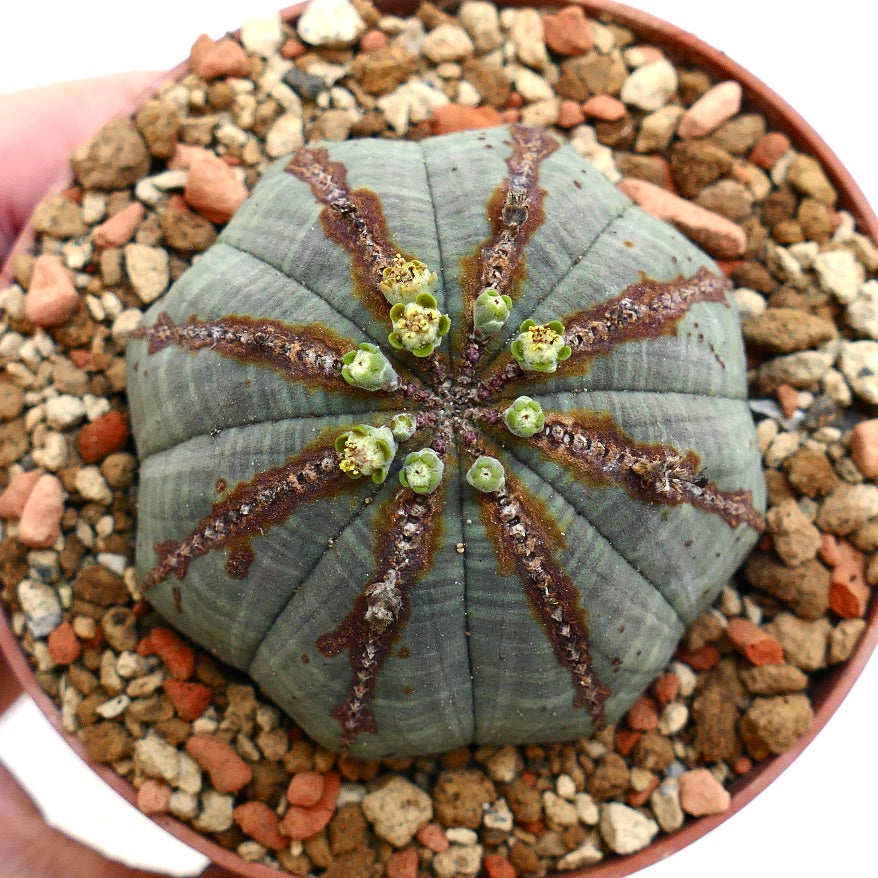 Euphorbia obesa BROWN LINES & MARKS