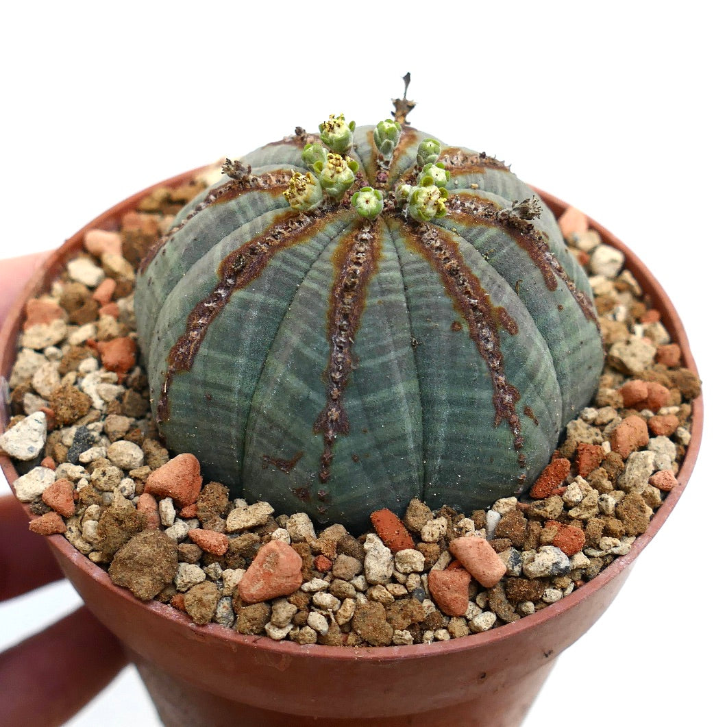 Euphorbia obesa BROWN LINES & MARKS