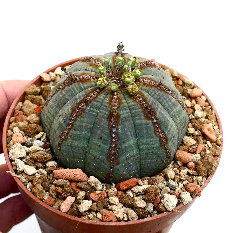 Euphorbia obesa BROWN LINES & MARKS