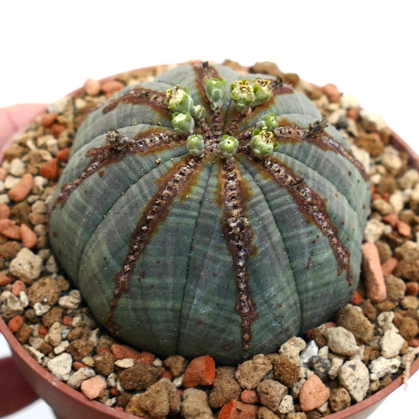 Euphorbia obesa BROWN LINES & MARKS