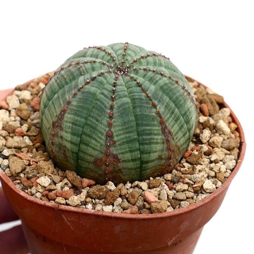 Euphorbia obesa BROWN LINES & MARKS