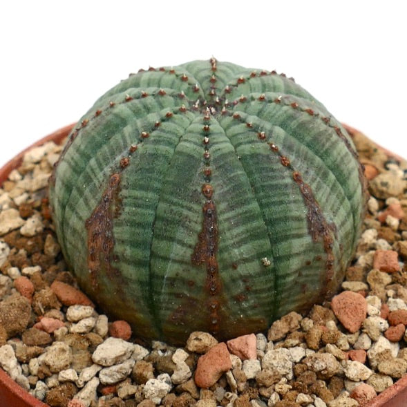 Euphorbia obesa BROWN LINES & MARKS