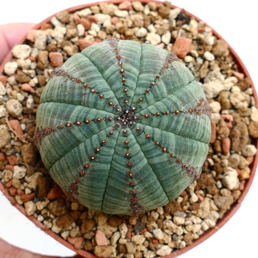 Euphorbia obesa BROWN LINES & MARKS