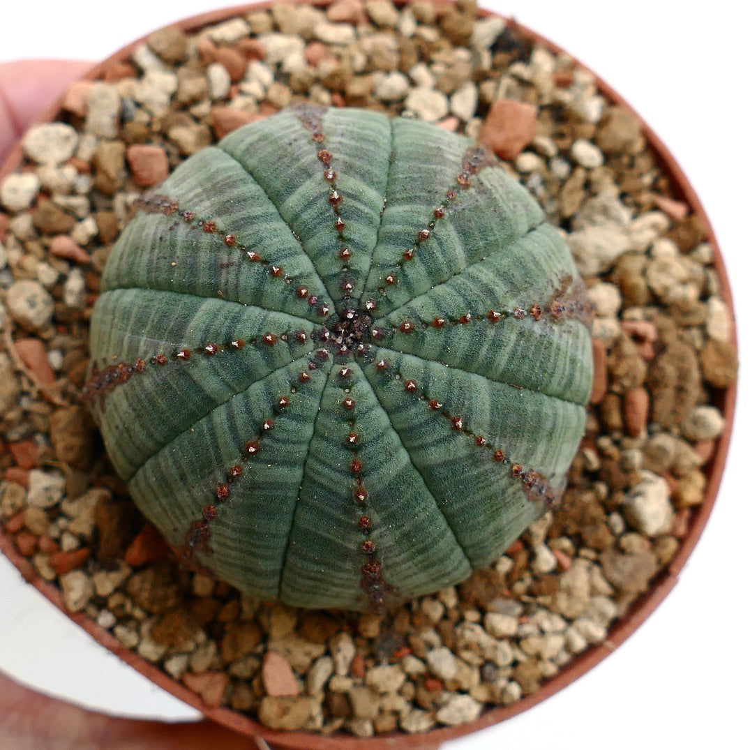 Euphorbia obesa BROWN LINES & MARKS