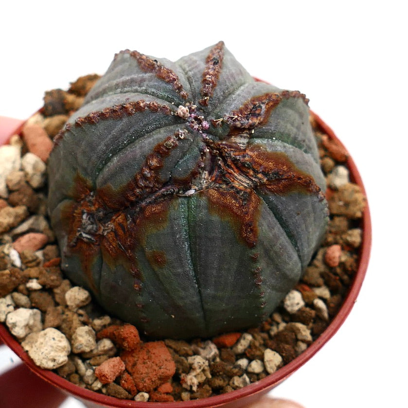 Euphorbia obesa BROWN MARKS & MONSTRUOSUS APEX