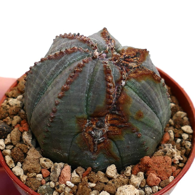 Euphorbia obesa BROWN MARKS & MONSTRUOSUS APEX