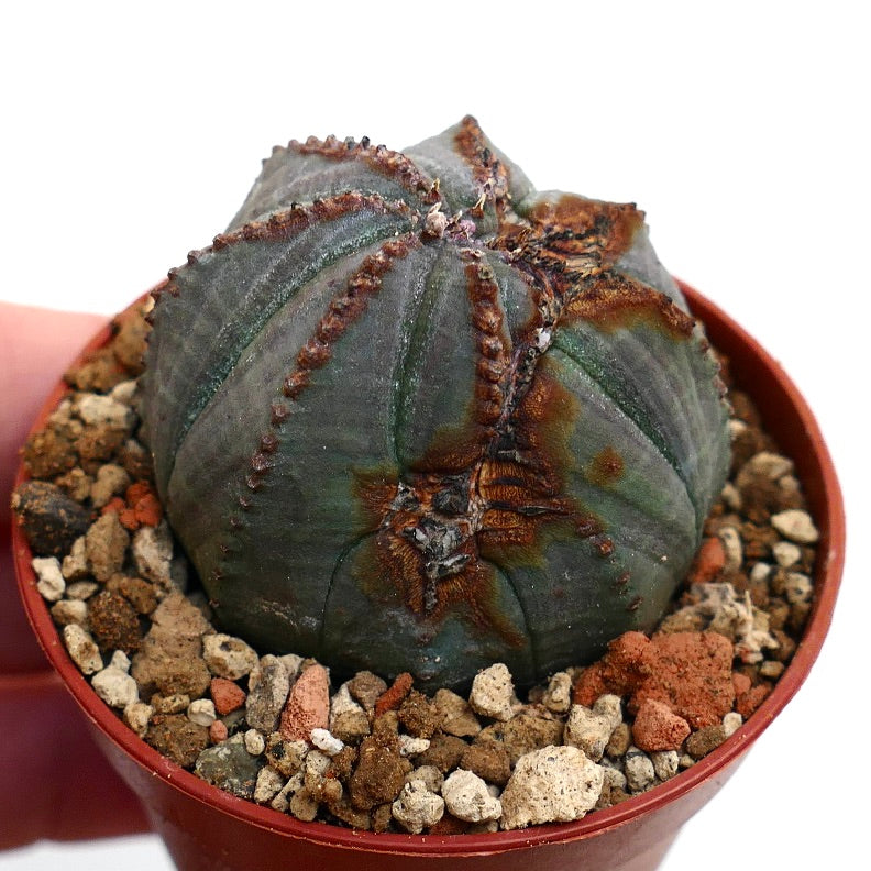 Euphorbia obesa BROWN MARKS & MONSTRUOSUS APEX