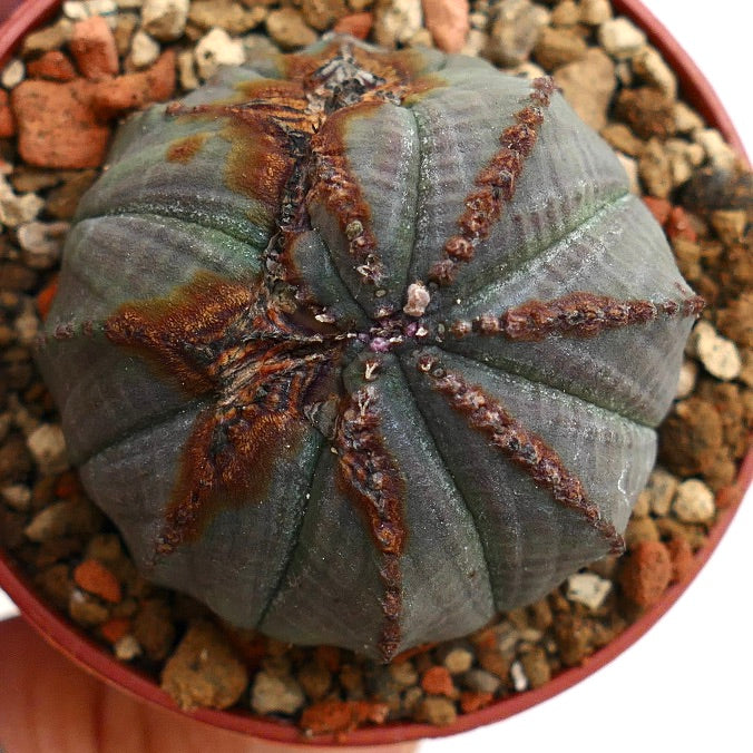 Euphorbia obesa BROWN MARKS & MONSTRUOSUS APEX