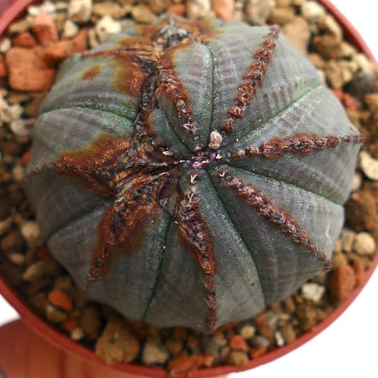 Euphorbia obesa BROWN MARKS & MONSTRUOSUS APEX