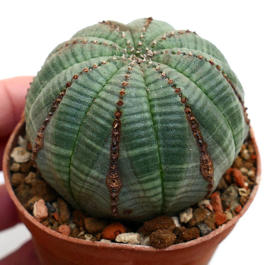 Euphorbia obesa BROWN LINES