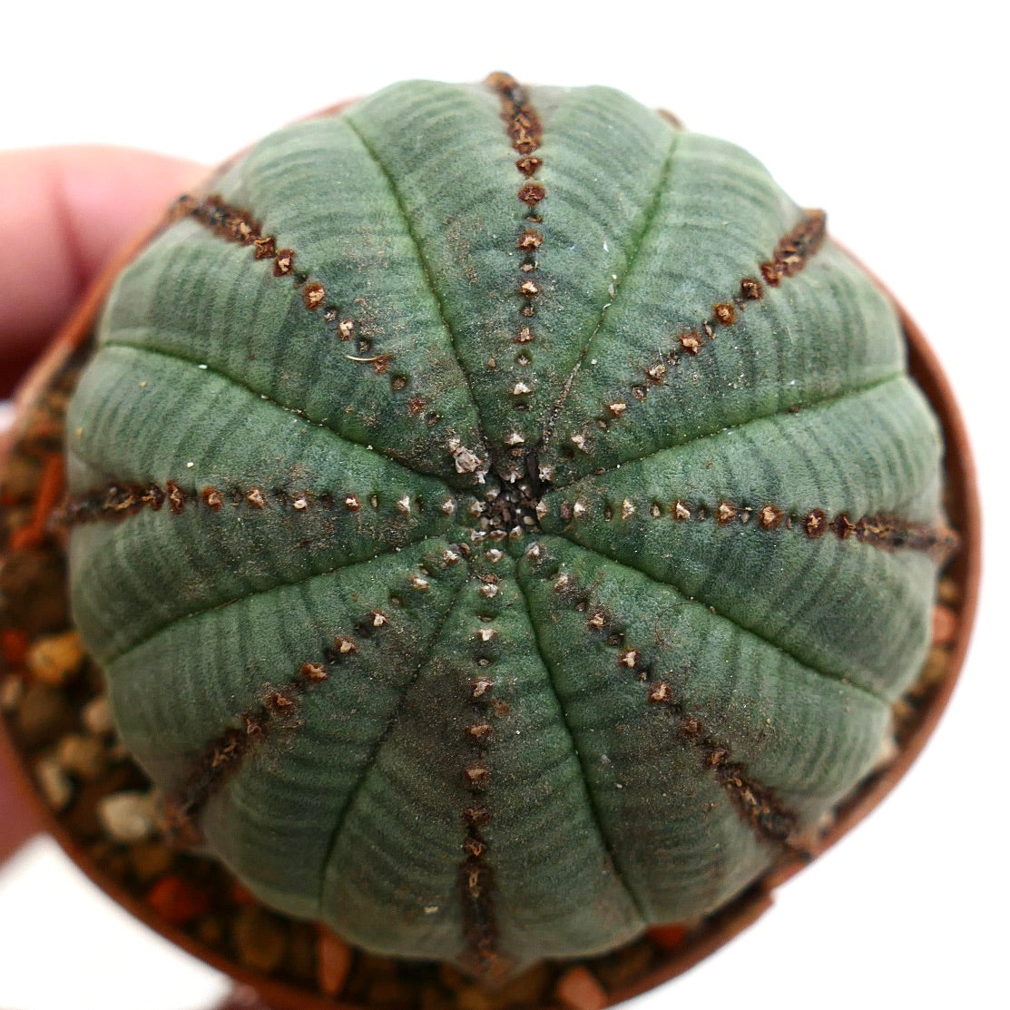 Euphorbia obesa BROWN LINES