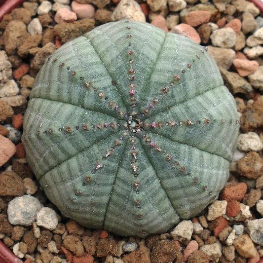 Euphorbia symmetrica GREEN-GREY