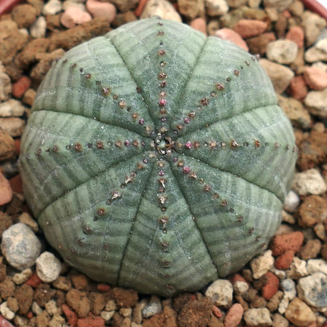 Euphorbia symmetrica GREEN-GREY