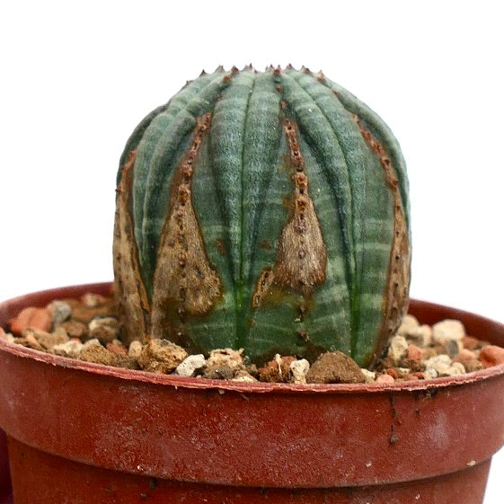 Euphorbia obesa BROWN MARKS