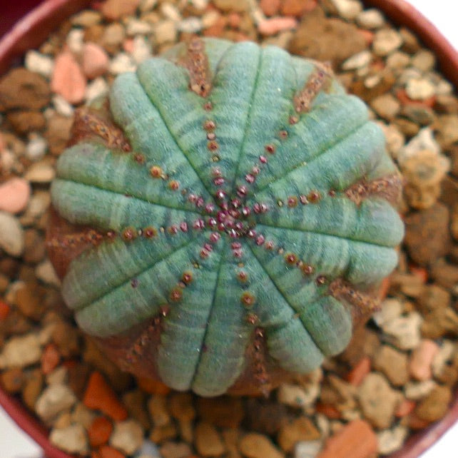 Euphorbia obesa BROWN MARKS