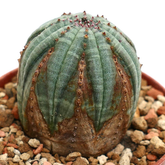 Euphorbia obesa BROWN MARKS