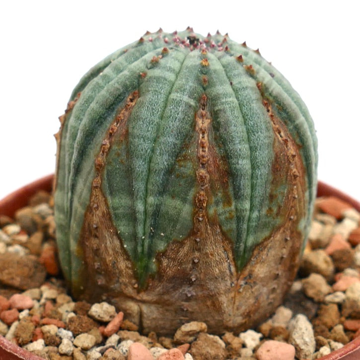 Euphorbia obesa BROWN MARKS