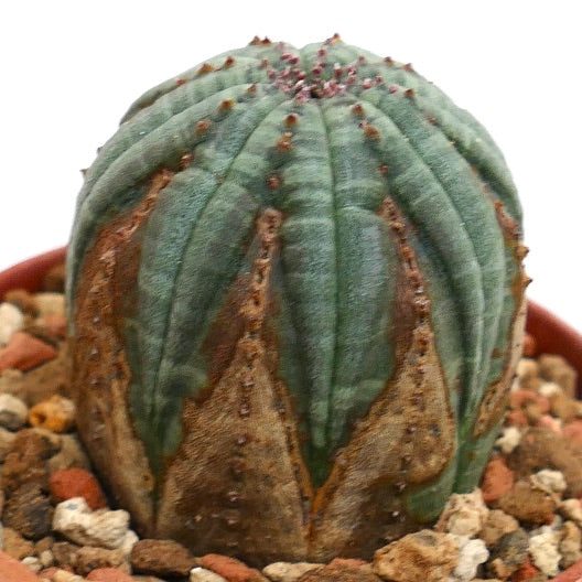 Euphorbia obesa BROWN MARKS