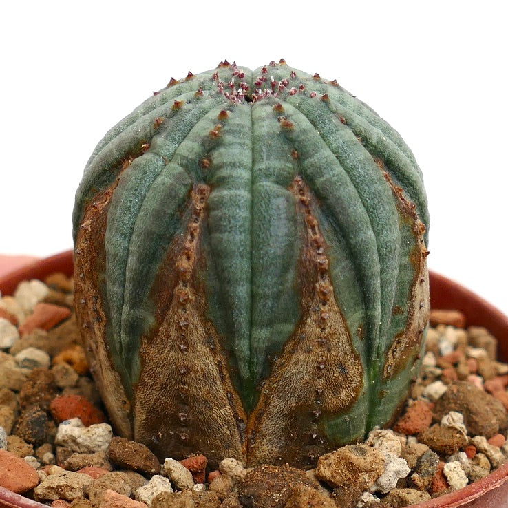 Euphorbia obesa BROWN MARKS