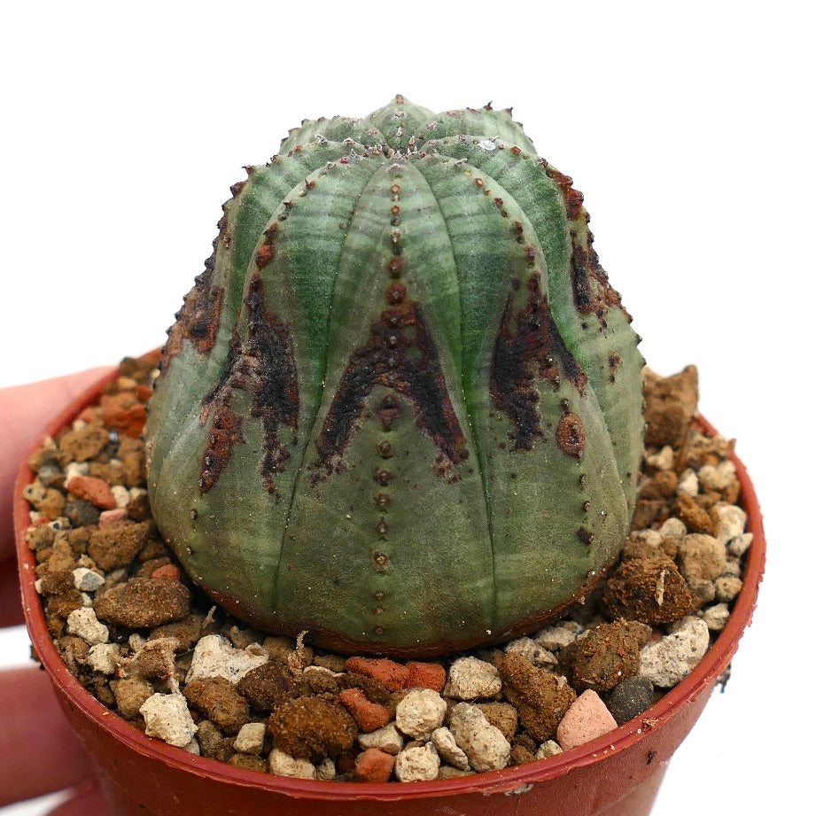 Euphorbia obesa BROWN ARROW MARKS