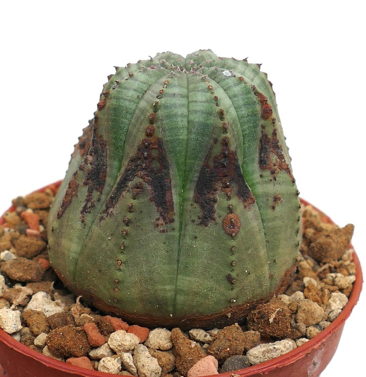 Euphorbia obesa BROWN ARROW MARKS