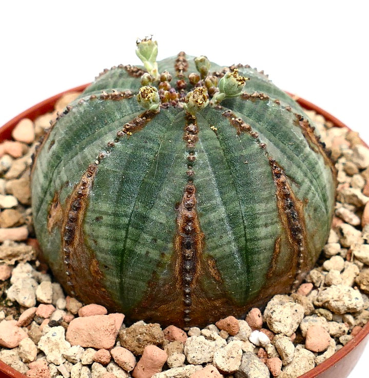 Euphorbia obesa BROWN LINES & MARKS