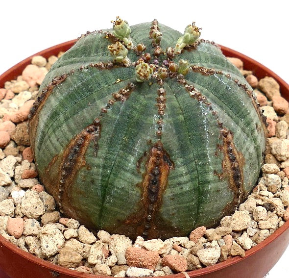 Euphorbia obesa BROWN LINES & MARKS