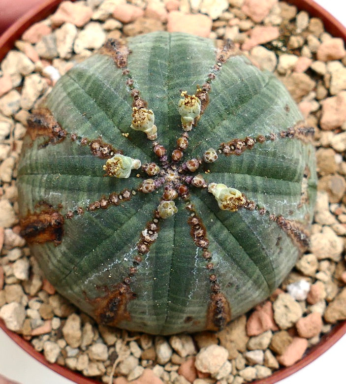Euphorbia obesa GREEN with BROWN MARKS