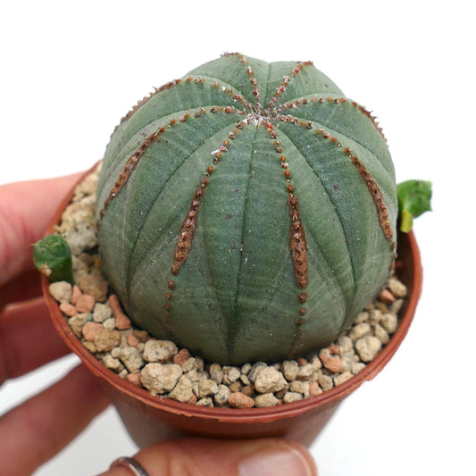 Euphorbia obesa BROWN LINES