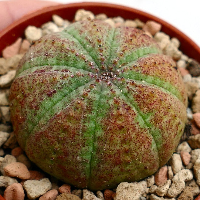 Euphorbia symmetrica GREEN with RED-BROWN dots