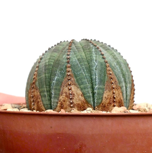 Euphorbia obesa BROWN ARROWS