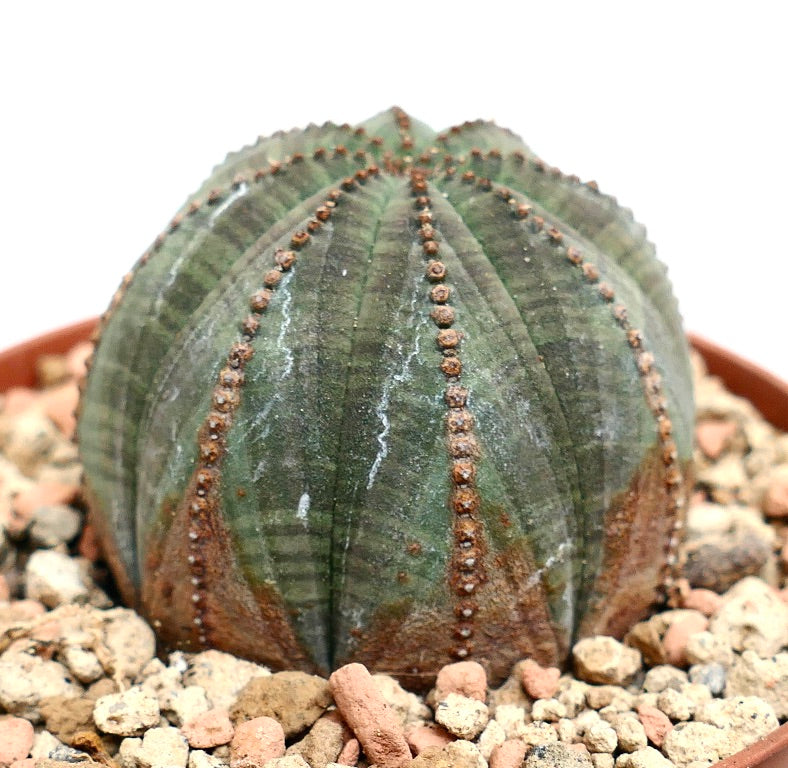 Euphorbia obesa BROWN ARROWS