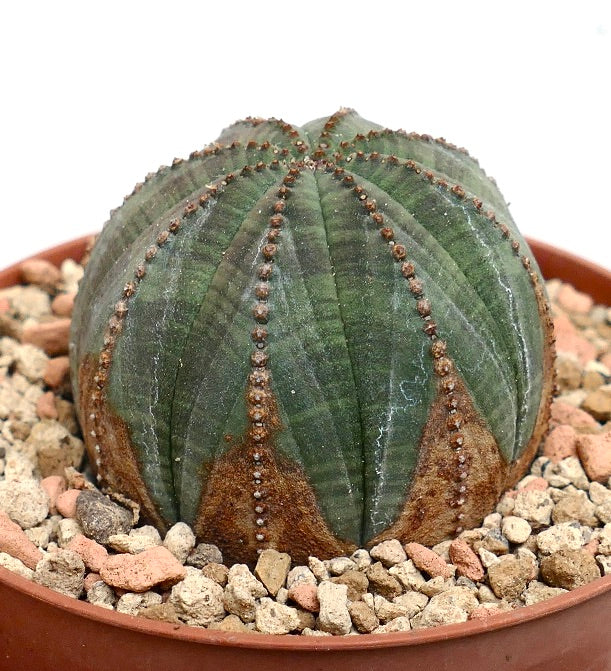 Euphorbia obesa BROWN ARROWS