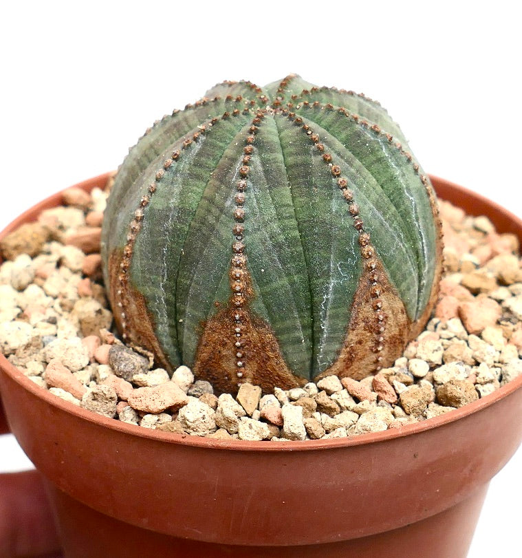 Euphorbia obesa BROWN ARROWS