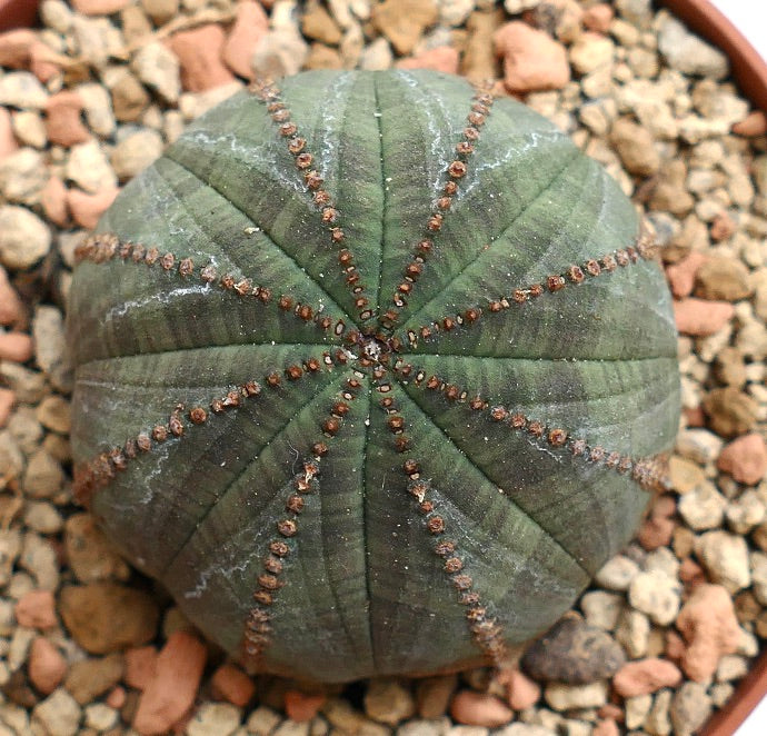 Euphorbia obesa BROWN ARROWS