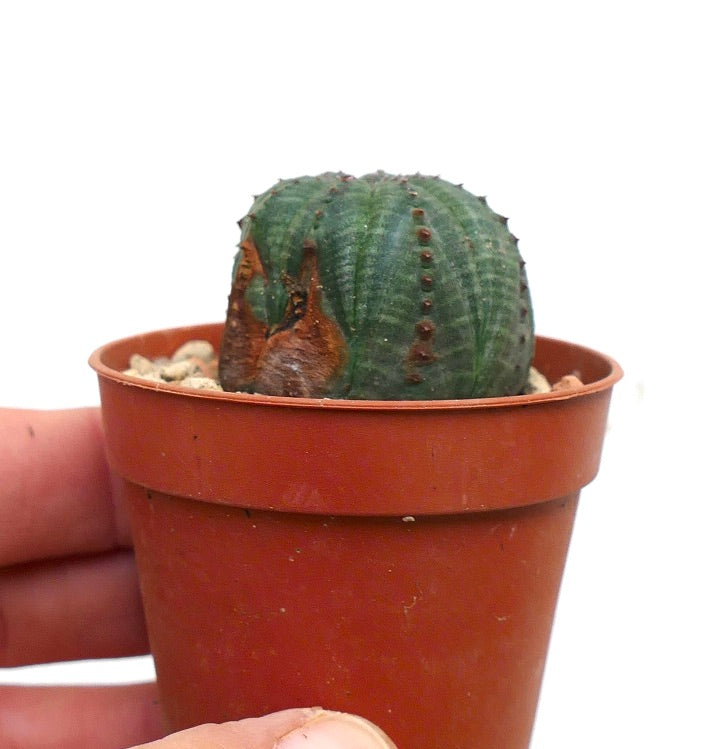 Euphorbia obesa SELECTED